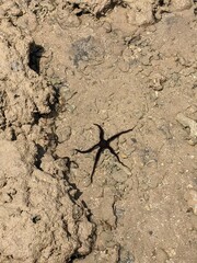 starfish in the sea