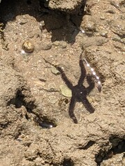 starfish on the rock