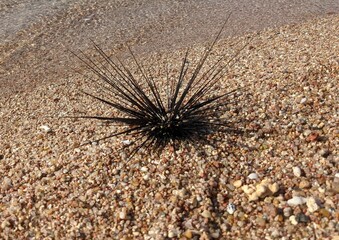 urchin on the beach