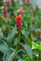 Costus woodsonii (Red Button Ginger, Costa Rica, dwarf cone ginger, Indian head ginger, Panama candle plant, red cane, scarlet spiral flag) flower. This plant uses to treat scabies and sores