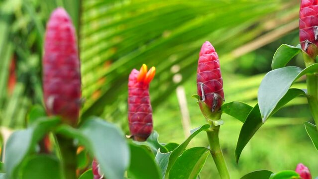 Costus woodsonii (Red Button Ginger, Costa Rica, dwarf cone ginger, Indian head ginger, Panama candle plant, red cane, scarlet spiral flag) flower. This plant uses to treat scabies and sores