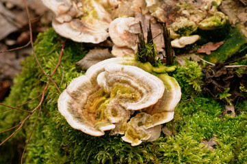 Trametes versicolor growing on a green moss in the forest