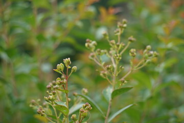 Lagerstroemia indica (Also known crape myrtle, crepe myrtle, queen crape myrtle, bungur, jarul, banaba). This plant are often planted both privately and commercially as ornamentals.