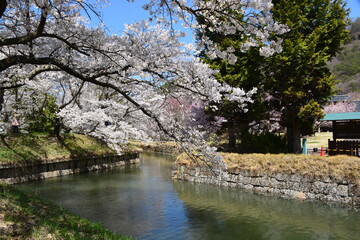 龍岡城の複雑な水堀と桜　（星形城郭　五稜郭）