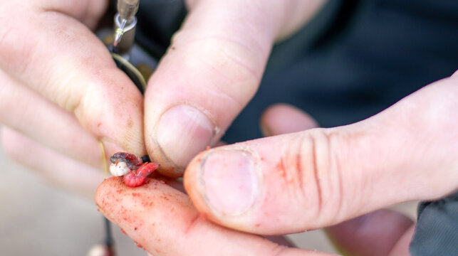 The fisherman puts jig bait, bloodworms or mosquito larvae on the hook of the mormyshka. Bait for winter fishing. Red mosquito larvae - food for fish. Bottom perch fishing.