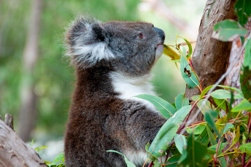 Wild Koala - Kangaroo Island