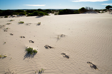 Eucla National Park - Western Australia