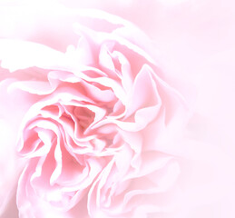 Różowy kwiat płatki tło