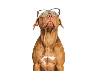 Cute, serious puppy and glasses. Business style. Closeup, indoors. Day light, studio photo. Isolated background. Concept of care, education, training and raising pets