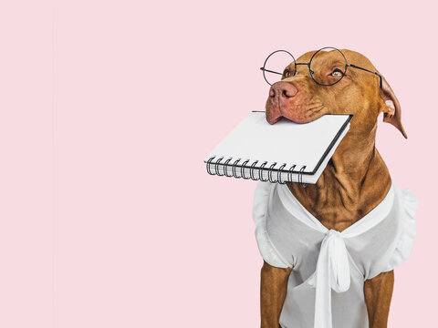 Cute puppy, glasses and a notepad with a blank page. Business style. Closeup, indoors. Day light, studio photo. Isolated background. Concept of care, education, training and raising pet