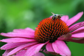 A bee sits on a pink flower in the garden