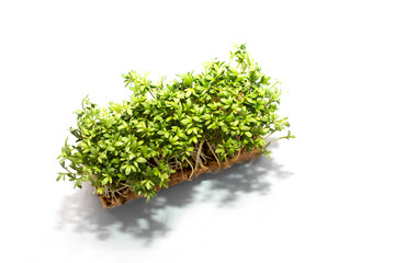 Edible Hairy Green Bittercresses, Cardamine Hirsuta Plant In Natural Drainage On White Isolated Background, Tender Greens, Common Weed, Herb in Mustard Family Brassicaceae Flatly Horizontal,Copy Space