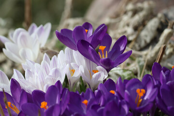 Large group of blooming purple and white crocuses, lit by bright spring sun on flowerbed