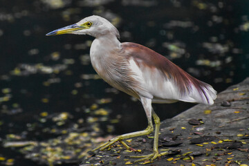 Obraz premium grey heron ardea cinerea