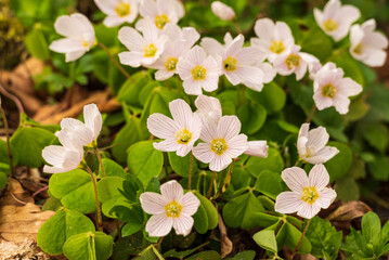 Close-up of a cluster of wood sorrel (Oxalis acetosella) in bloom. Due to its trifoliate clover-like leaves it is sometimes referred to as a shamrock and given as a gift on Saint Patrick's Day. 