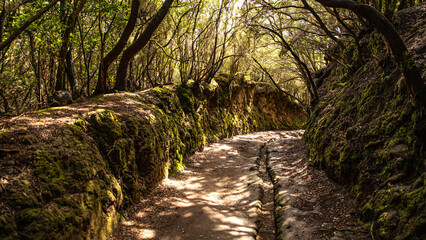 Waldweg unterhalb des Aussichtspunkes Mirador Cruz del Carmen im