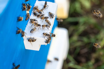 Bees at old hive entrance. Bees returning from honey collection to yellow hive. Bees at entrance....