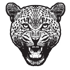 Leopard face, growl, black and white illustration
