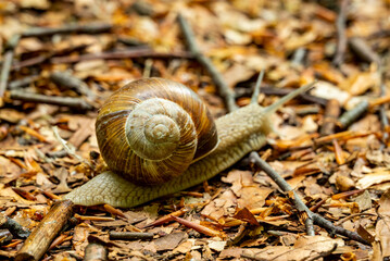 Close-up of the spiral shell of a roman or burgundy snail (Helix pomatia), crawling across the forest floor