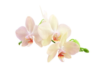 Orchid sprig with pink flowers and buds isolated  on transparent background.