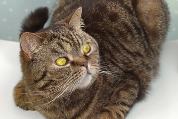 Naklejka na ściany i meble Brown tabby cat with yellow eyes on a soft background.