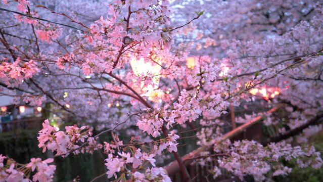 Beautiful pink sakura in the evening illuminated with paper lanterns on Meguro River in Tokyo, spring in Japan with cherry trees in bloom