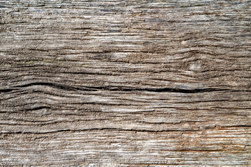 Beautiful wooden fracture old oak, natural texture close up