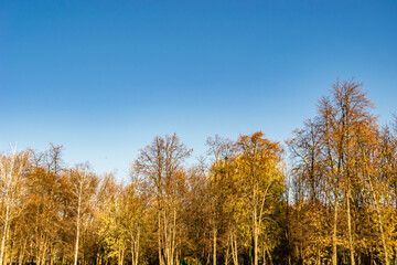 Photography on theme large beautiful autumn birch tree on background bright sky