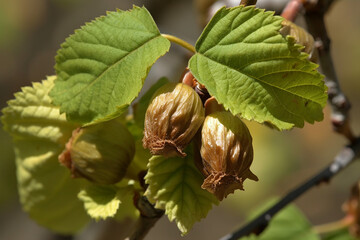 American Hazelnut ( Corylus americana). Generative Ai