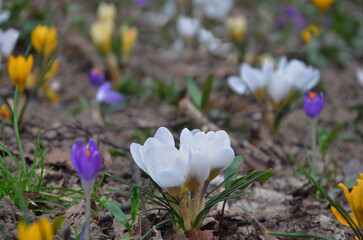 Obraz premium First flowers mixed colors crocuses blooming in the garden in early spring time .gardening concept.