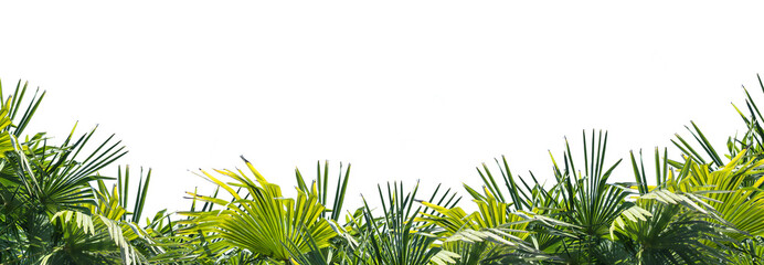 palm tree leaves overlay texture, border of fresh green tropical plants isolated on transparent background
