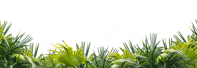 palm tree leaves overlay texture, border of fresh green tropical plants isolated on transparent background