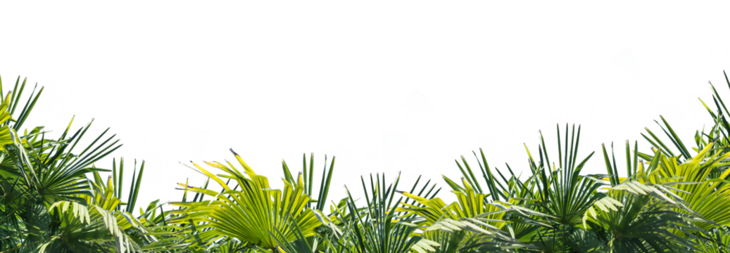 palm tree leaves overlay texture, border of fresh green tropical plants isolated on transparent background