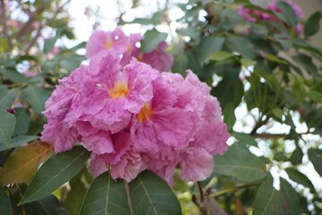 Obraz premium Tabebuia Rosea flower, Bignoniaceae, rosy trumpet tree, pink flower