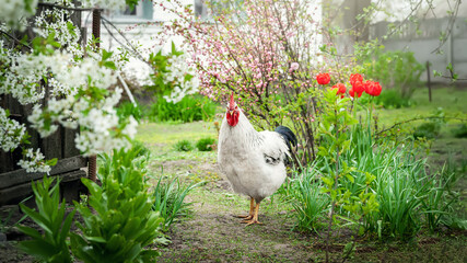 White rooster. Beeg white rooster grazes freely among the flowers