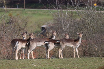 Roe deer at the edge of the forest