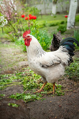 White rooster. Rooster grazes freely among the flowers close-up