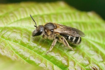 Closeup on a female furrow banded sweat bee, Lasioglossum zonulum, on a green leaf