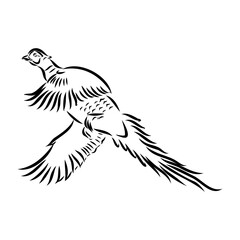 Hand drawn of an pheasant, sketch. Vector illustration isolated on a white background.