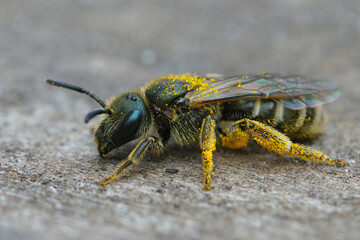 Closeup on a small female Bronze furrow bee, Halictus tumulorum sitting on a piece of wood covered with pollen