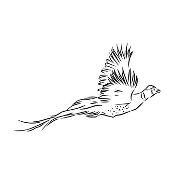 recommend clip art: Hand drawn of an pheasant, sketch. Vector illustration isolated on a white background.