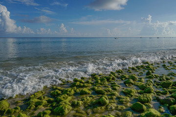 green algae growing on the rocks by the beach