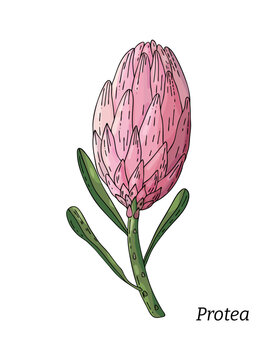 Realistic hand drawn vector illustration of prothea flower bud. Tropical king flower protea in bloom. 
