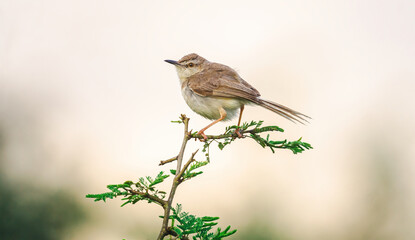 Plain Prinia or Common Prinia sitting on top of the branch 