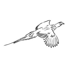 Hand drawn of an pheasant, sketch. Vector illustration isolated on a white background.
