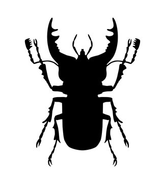 Beetle - deer, black silhouette, vector, isolated on white background, view from above. Great horned beetle.