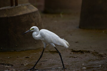 The little egret bird, Egretta garzetta is a species of small heron in the family Ardeidae