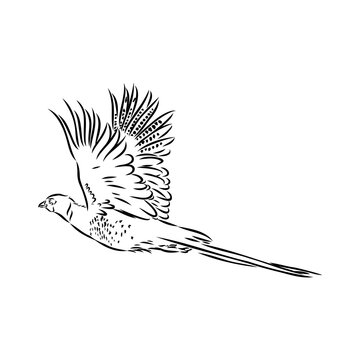 recommend clip art: Hand drawn of an pheasant, sketch. Vector illustration isolated on a white background.