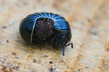 Closeup on a black pill millipede Glomeris marginata, resembling a woodlouse