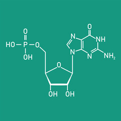 Chemical structure of DNA nucleotide. Three parts of a nucleotide. Phosphate group, pentose sugar and nitrogenous base. Nucleic acids. Vector illustration isolated on white background.